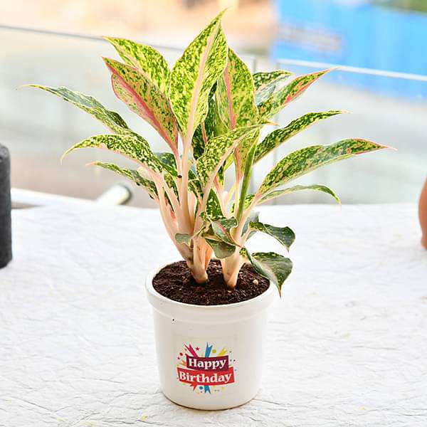 wish a joyful birthday with aglaonema butterfly manis in ceramic pot 