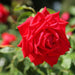 gladiator red rose - plant