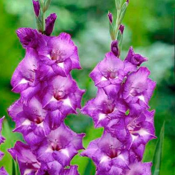 gladiolus charm glow (purple - bulbs (set of 10)