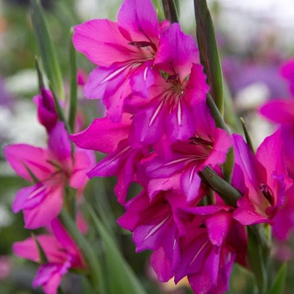 gladiolus friendship (magenta) - bulbs (set of 10)