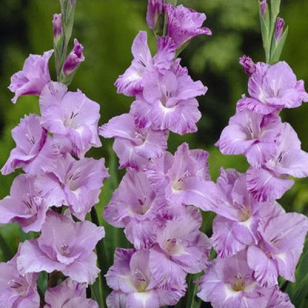 gladiolus (her majesty) - bulbs (set of 10)