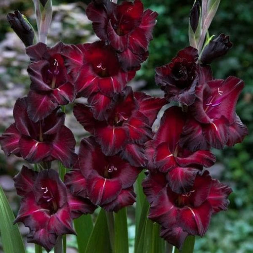 gladiolus interpret (red - bulbs (set of 10)