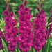 gladiolus plumtart (magenta) - bulbs (set of 10)