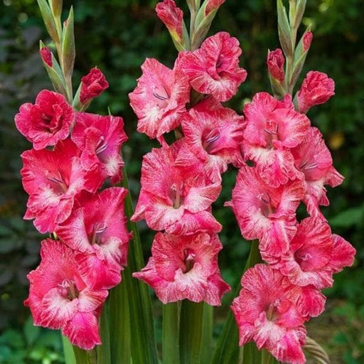 gladiolus puppy tears (pink - bulbs (set of 10)