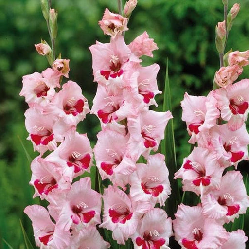 gladiolus wine roses (pink - bulbs (set of 10)