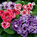 gloxinia (mix colors) - bulbs (set of 5)