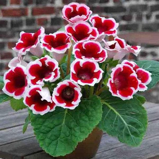 gloxinia (red - plant