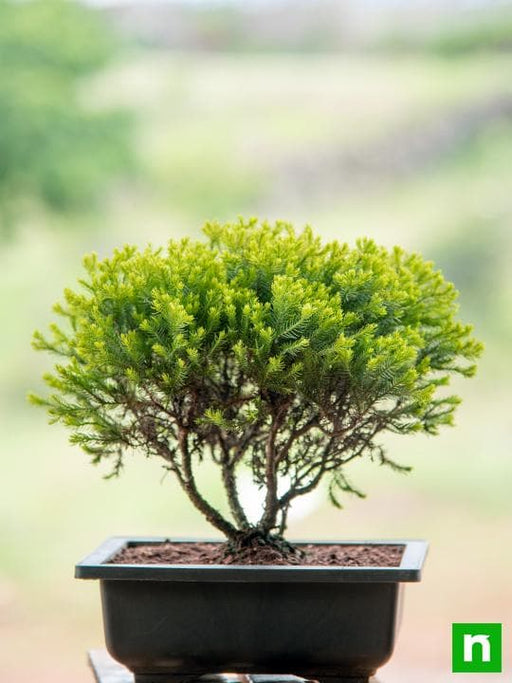 golden cypress bonsai - plant