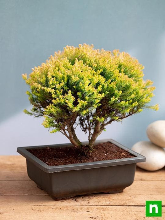 golden cypress bonsai - plant