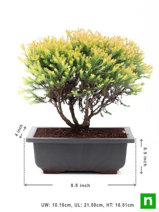 golden cypress bonsai - plant