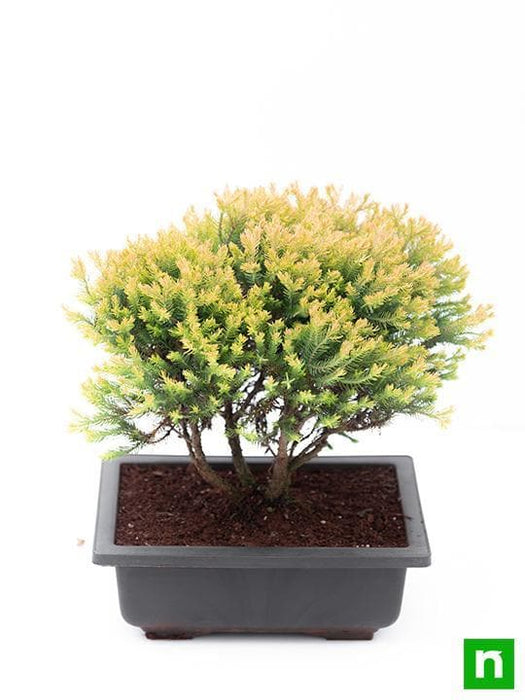 golden cypress bonsai - plant