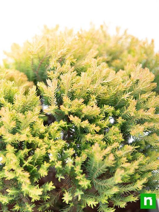 golden cypress bonsai - plant