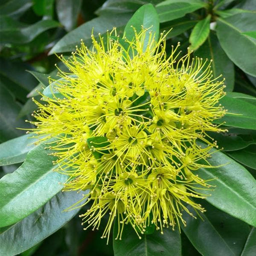 golden penda - plant