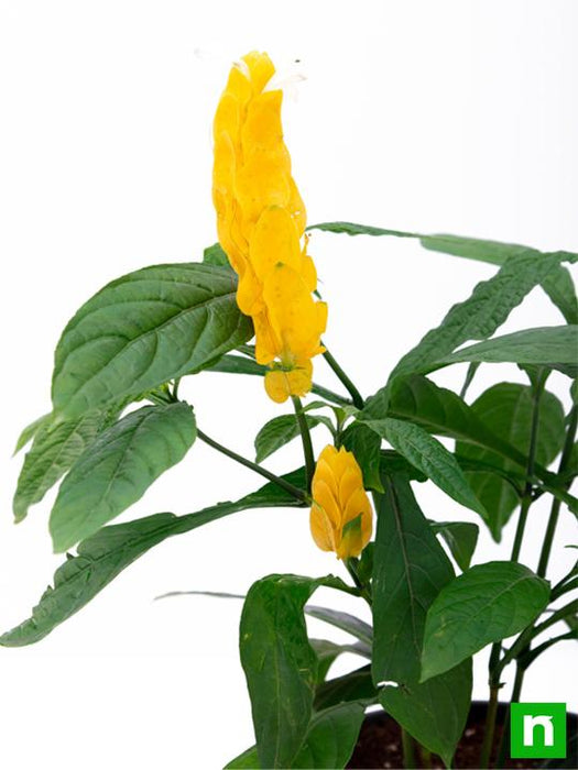 golden shrimp - plant