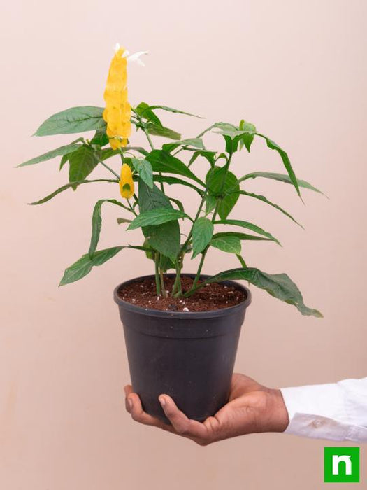 golden shrimp - plant