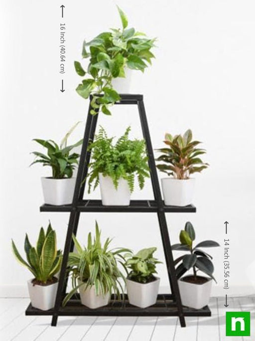 graceful houseplants for indirect light on unique triangle shape metal stand 