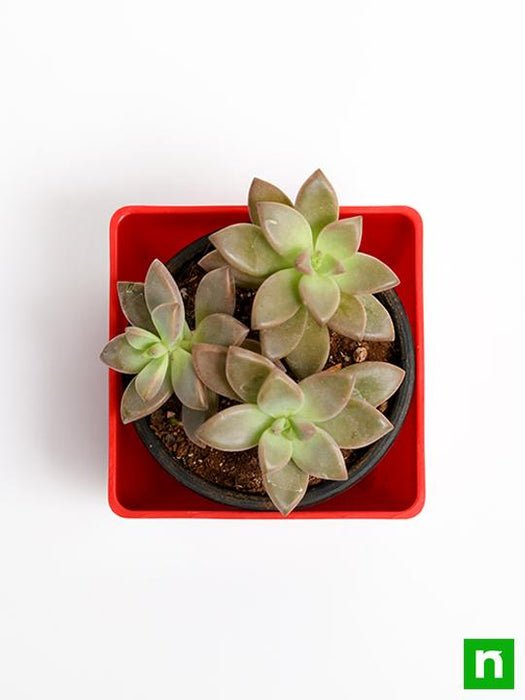 graptosedum darley sunshine - plant