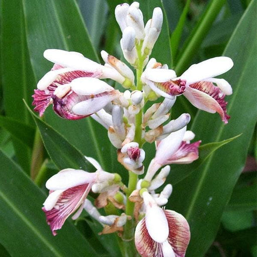 greater galangal - plant