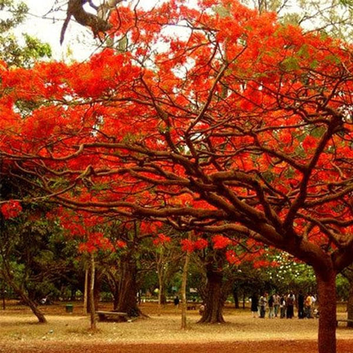 gulmohar tree - plant