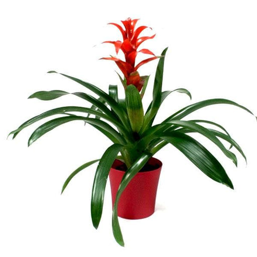 guzmania (any color) - plant