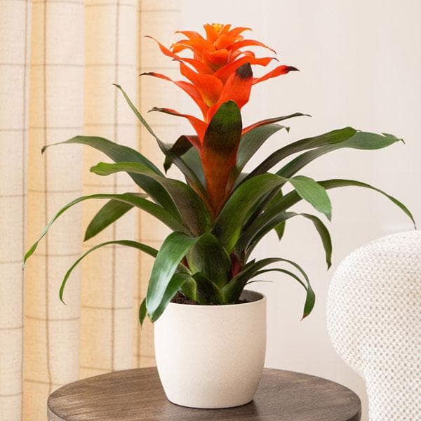 guzmania (orange) - plant