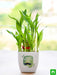 happy 2 layer lucky bamboo for happy fathers day 