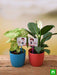 happy anniversary with air purifier plants 