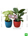 happy anniversary with air purifier plants 