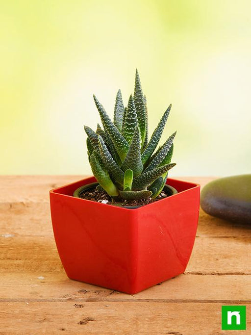 haworthia attenuata - plant