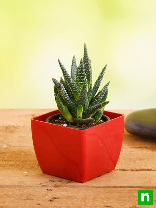 haworthia attenuata - plant