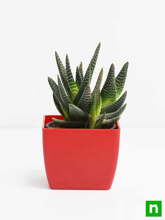 haworthia attenuata - plant