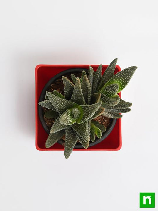 haworthia attenuata - plant