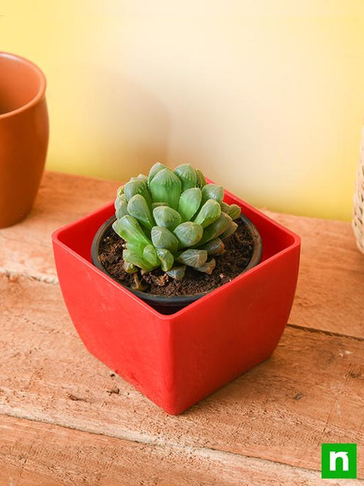 haworthia cooperi - plant