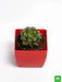 haworthia cooperi - plant