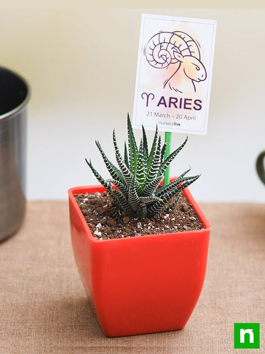 haworthia for aries or mesha rashi - plant