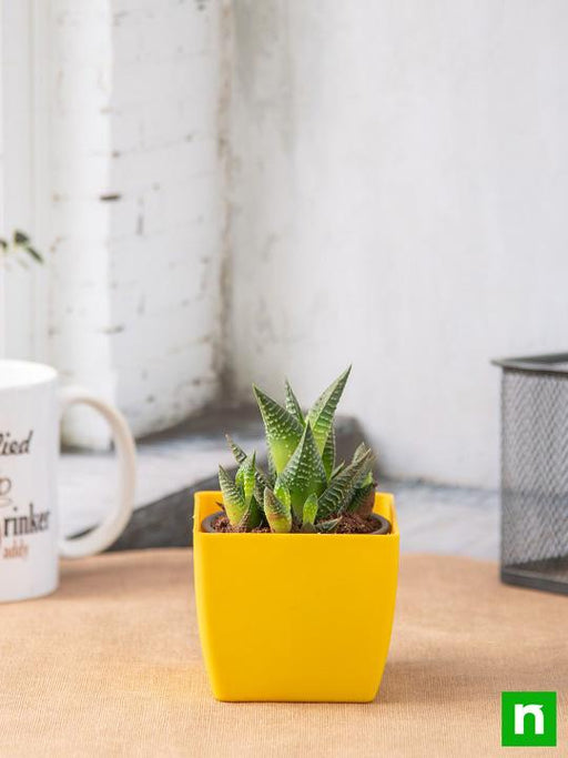 haworthia limifolia - plant