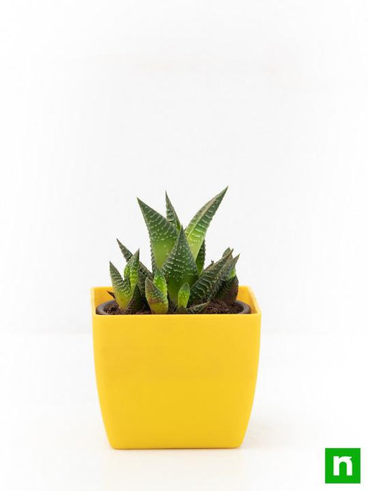 haworthia limifolia - plant