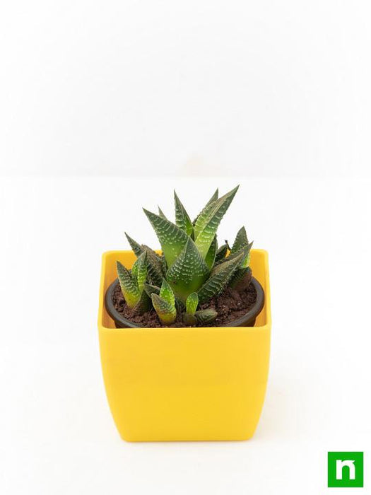 haworthia limifolia - plant