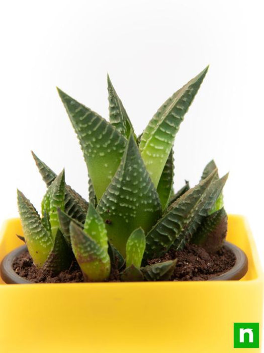 haworthia limifolia - plant