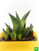 haworthia limifolia - plant