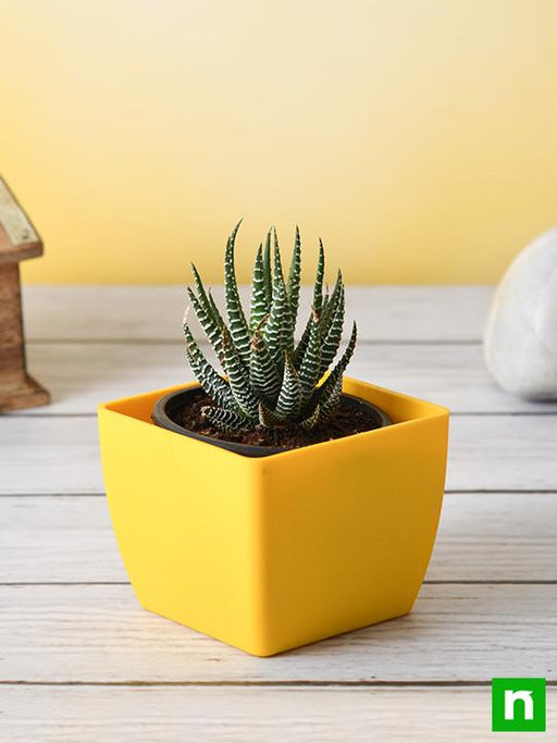 haworthia margaritifera - plant