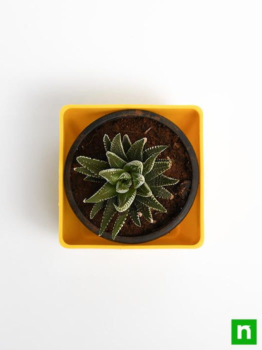 haworthia margaritifera - plant