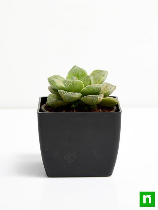 haworthia truncata green rose - plant