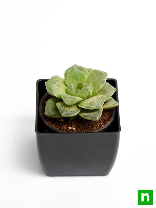 haworthia truncata green rose - plant