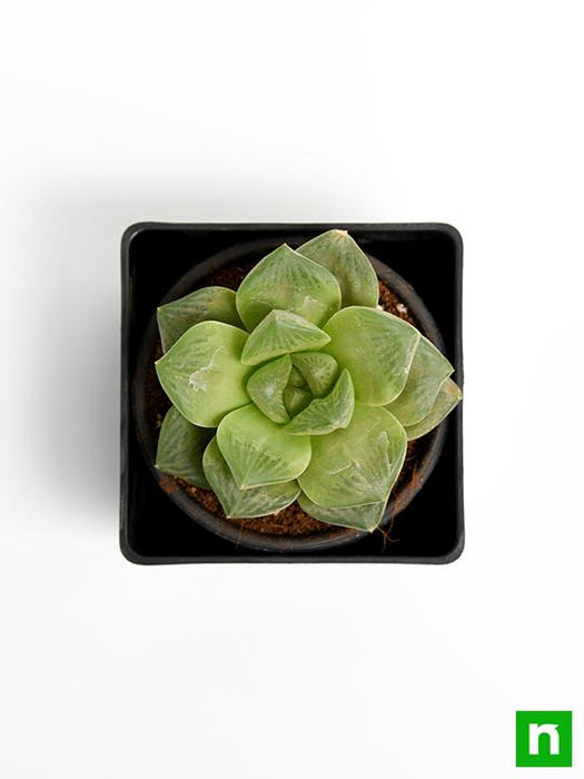 haworthia truncata green rose - plant