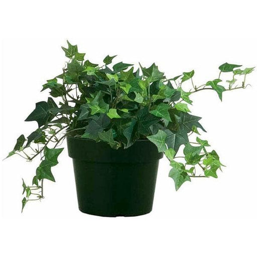 hedera helix - plant