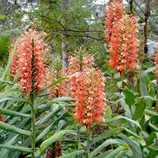 hedychium (mix colors) - bulbs (set of 10)