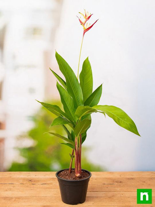 heliconia psittacorum - plant