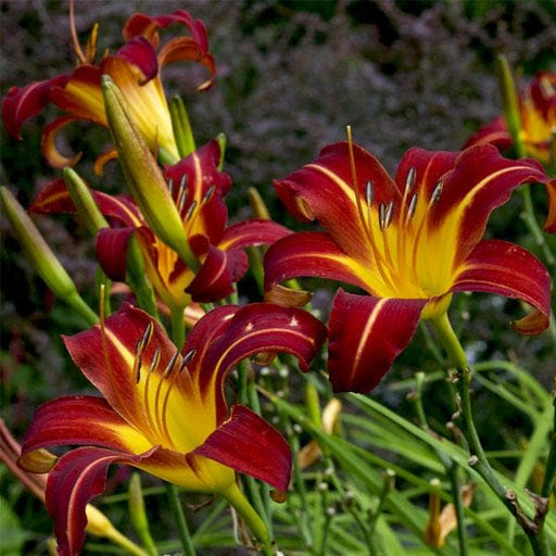 hemerocallis autumn red - plant