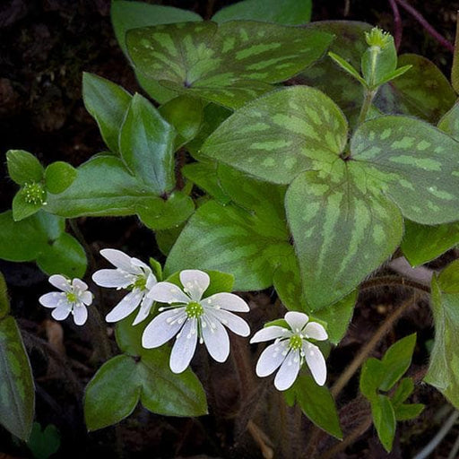 liverleaf - plant